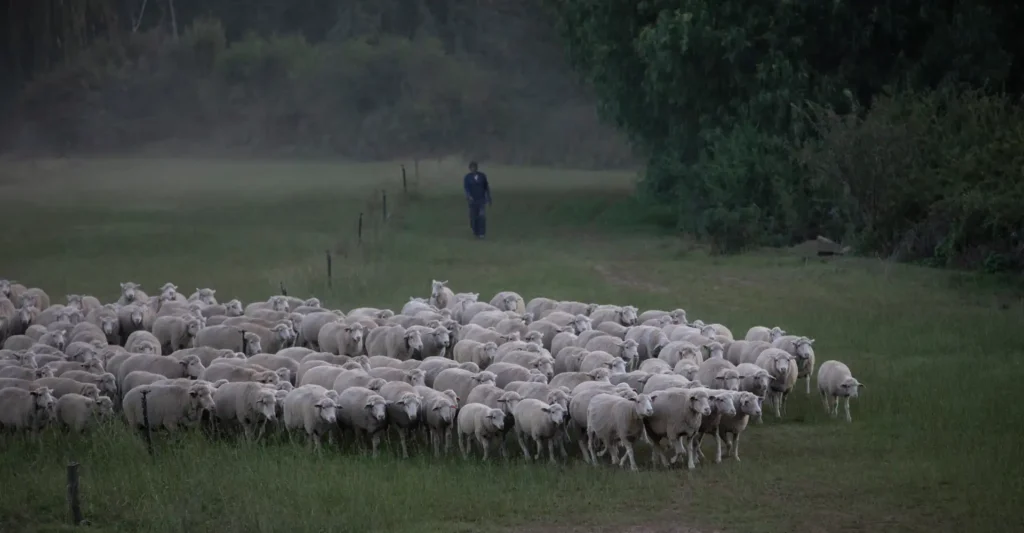 de rustica sheep