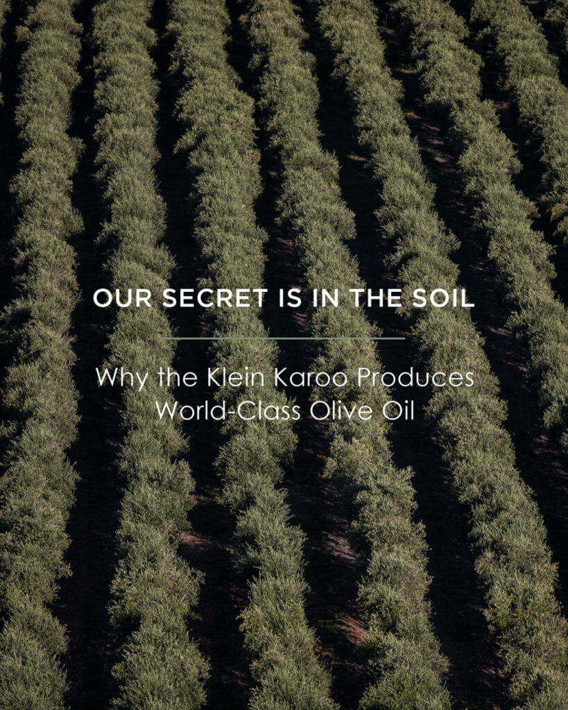 Why the Klein Karoo Produces World-Class Olive Oil- De Rustica Extra Virgin Olive Oil